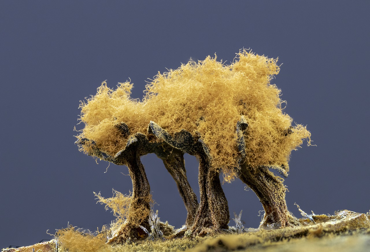 slime mold, micro, macro